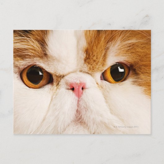 Calico Harlequin Persian Postkarte (Vorderseite)