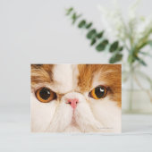 Calico Harlequin Persian Postkarte (Stehend Vorderseite)