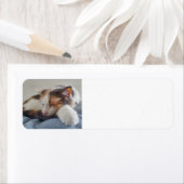 Calico-Katze (Insitu)