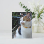 Calico Katze im Freien Postkarte (Stehend Vorderseite)