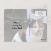 Calico Katze im Freien Postkarte (Rückseite)