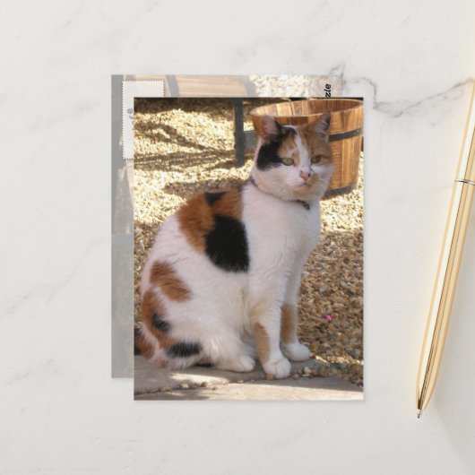 Calico Katze im Garten Postkarte (Vorderseite/Rückseite Beispiel)