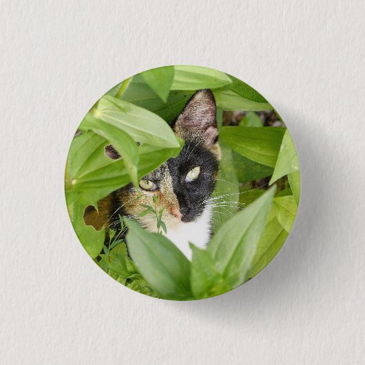 Calico Katze in den Zinnien Button (Vorderseite)