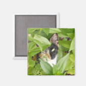 Calico Katze in den Zinnien Magnet (Vorderseite/Rückseite)