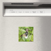 Calico Katze in den Zinnien Magnet (In Situ (Geschirrspüler))