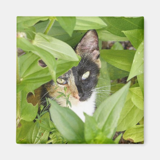 Calico Katze in den Zinnien Magnet (Vorne)
