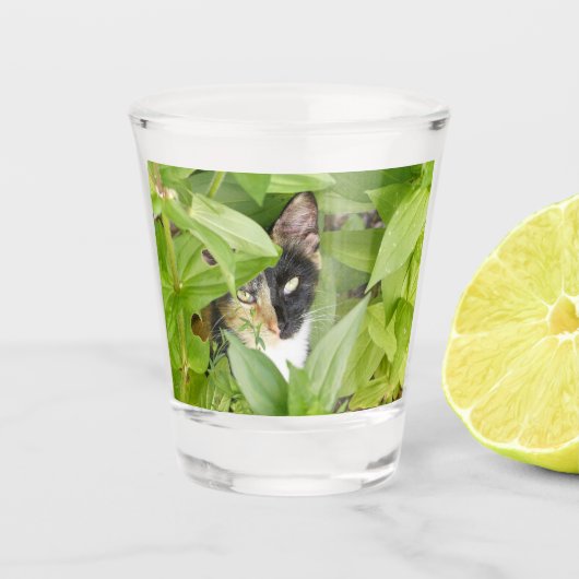 Calico Katze in den Zinnien Schnapsglas (Vorderseite)