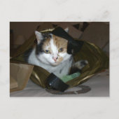 Calico-Katze in einem Einkaufstasche Postkarte (Vorderseite)