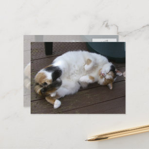 Calico-Katze kraulte sich auf das Ablegen Postkarte