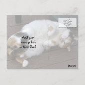 Calico-Katze kraulte sich auf das Ablegen Postkarte (Rückseite)