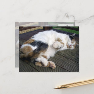 Calico-Katze kraulte sich auf das Ablegen Postkarte