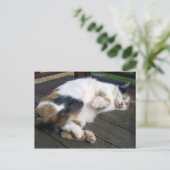 Calico-Katze kraulte sich auf das Ablegen Postkarte (Stehend Vorderseite)