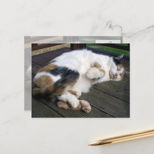 Calico-Katze kraulte sich auf das Ablegen Postkarte (Vorderseite/Rückseite Beispiel)