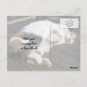 Calico-Katze kraulte sich auf das Ablegen Postkarte (Rückseite)