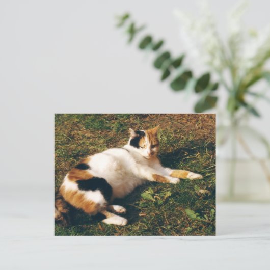 Calico Katze liegt auf dem Gras Postkarte (Stehend Vorderseite)