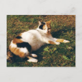 Calico Katze liegt auf dem Gras Postkarte (Vorderseite)