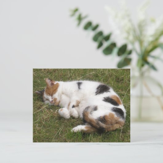 Calico Katze liegt auf dem Gras Postkarte (Stehend Vorderseite)