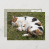 Calico Katze liegt auf dem Gras Postkarte (Vorne/Hinten)