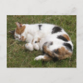 Calico Katze liegt auf dem Gras Postkarte (Vorderseite)