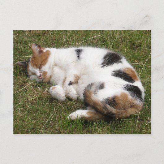 Calico Katze liegt auf dem Gras Postkarte (Vorderseite)
