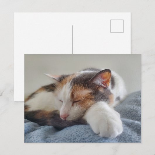 Calico-Katze Postkarte (Vorne/Hinten)