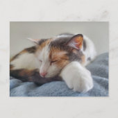 Calico-Katze Postkarte (Vorderseite)