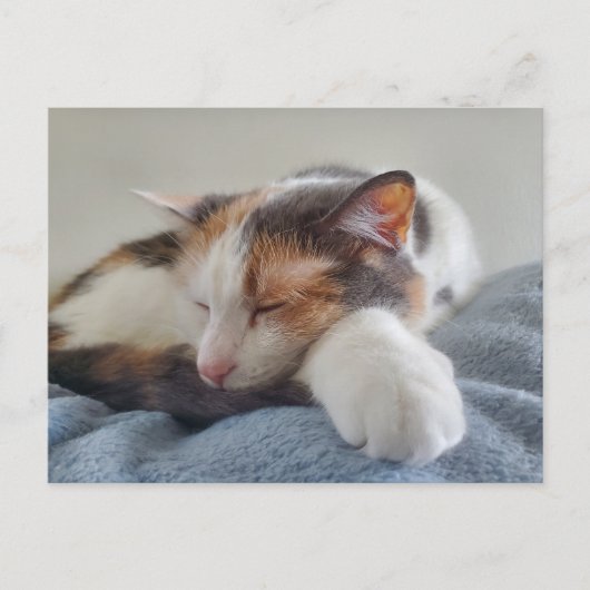 Calico-Katze Postkarte (Vorderseite)