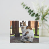 Calico Katze saß im Freien Postkarte (Stehend Vorderseite)