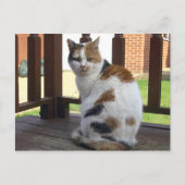 Calico Katze saß im Freien Postkarte (Vorderseite)