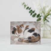 Calico-Katze schluchzelt auf dem Bett Postkarte (Stehend Vorderseite)