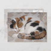 Calico-Katze schluchzelt auf dem Bett Postkarte (Vorne/Hinten)