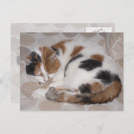 Calico-Katze schluchzelt auf dem Bett Postkarte (Vorne/Hinten)