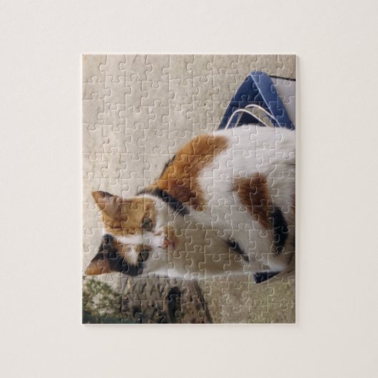 Calico Katze sitzt in einer Kiste im Garten Puzzle (Vertikal)