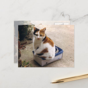 Calico Katze sitzt in einer Kiste Postkarte