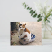 Calico Katze sitzt in einer Kiste Postkarte (Stehend Vorderseite)