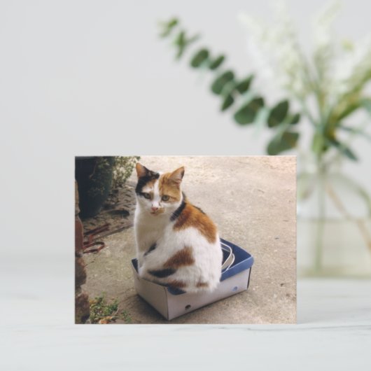 Calico Katze sitzt in einer Kiste Postkarte (Stehend Vorderseite)