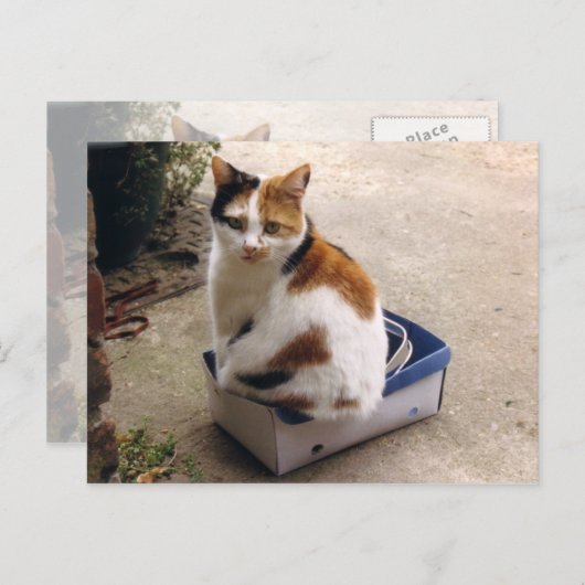Calico Katze sitzt in einer Kiste Postkarte (Vorne/Hinten)