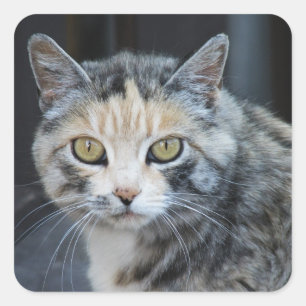 Calico-Katzen-Aufkleber Quadratischer Aufkleber