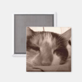 Calico-Katzenmagnet Magnet (Vorderseite/Rückseite)
