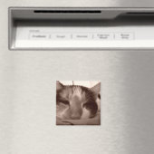 Calico-Katzenmagnet Magnet (In Situ (Geschirrspüler))