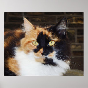 Calico-Katzenposter Poster