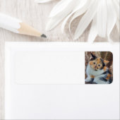 Calico Kitten (Insitu)