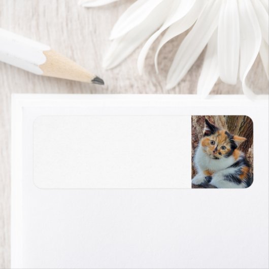 Calico Kitten (Insitu)