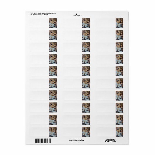 Calico Kitten (Vorne)