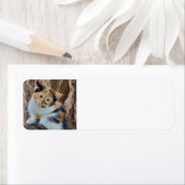 Calico Kitten (Insitu)