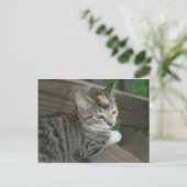 Calico Kitten, 1 Postkarte (Stehend Vorderseite)
