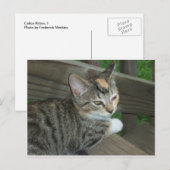 Calico Kitten, 1 Postkarte (Vorne/Hinten)