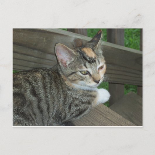 Calico Kitten, 1 Postkarte (Vorderseite)