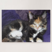 Calico kitten auf lila Farbfoto Puzzle (Horizontal)