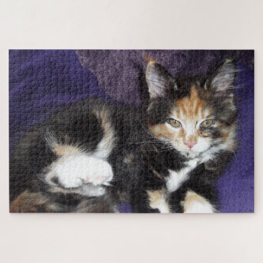 Calico kitten auf lila Farbfoto Puzzle (Horizontal)
